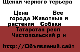 Щенки черного терьера › Цена ­ 35 000 - Все города Животные и растения » Собаки   . Татарстан респ.,Чистопольский р-н